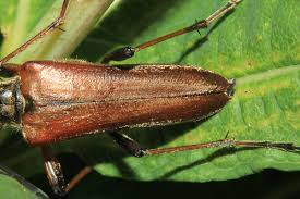 Attēlu rezultāti vaicājumam “Stenocorus meridianus”