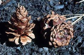 Attēlu rezultāti vaicājumam “Pinus ponderosa fruit”