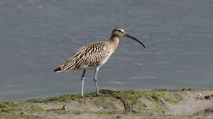 Attēlu rezultāti vaicājumam “Numenius arquata”