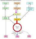 <b>metabolismo</b> en conjunto,