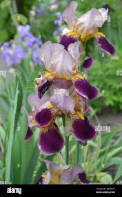 Attēlu rezultāti vaicājumam “Iridaceae”