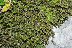 Attēlu rezultāti vaicājumam “Porella platyphylla macro”