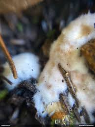 Attēlu rezultāti vaicājumam “Adomerus biguttatus”