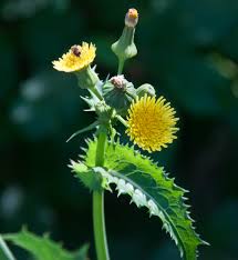 Attēlu rezultāti vaicājumam “Sonchus oleraceus”