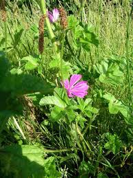 Image result for Malva sylvestris