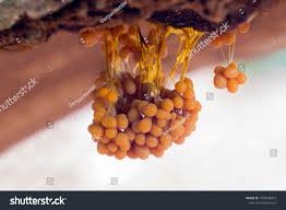 Attēlu rezultāti vaicājumam “Badhamia utricularis plasmodium”