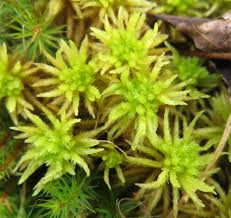 Attēlu rezultāti vaicājumam “Sphagnum inundatum”