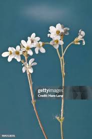 Attēlu rezultāti vaicājumam “Saxifraga granulata”