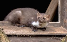 Attēlu rezultāti vaicājumam “Martes foina”