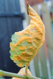 Attēlu rezultāti vaicājumam “Melampsora epitea”