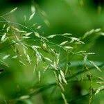 Attēlu rezultāti vaicājumam “Poa palustris leaf”