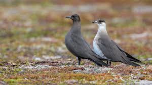 Attēlu rezultāti vaicājumam “Stercorarius parasiticus”