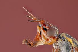 Attēlu rezultāti vaicājumam “Sciomyzidae”