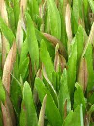 Attēlu rezultāti vaicājumam “Ranunculus lingua leaf”