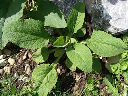 Image result for Fingerhut rot