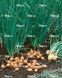 Attēlu rezultāti vaicājumam “Allium cepa”