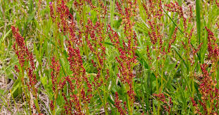 Attēlu rezultāti vaicājumam “Rumex acetosa flower”