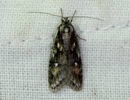 Attēlu rezultāti vaicājumam “Semioscopis oculella”