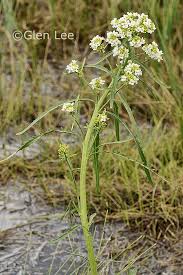 Attēlu rezultāti vaicājumam “Armoracia rusticana bud”