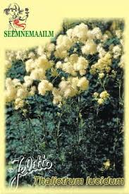 Attēlu rezultāti vaicājumam “Thalictrum lucidum leaf”