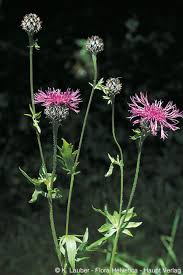 Attēlu rezultāti vaicājumam “Centaurea scabiosa leaf”