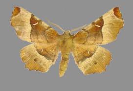 Attēlu rezultāti vaicājumam “Selenia tetralunaria”