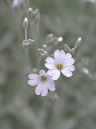 Attēlu rezultāti vaicājumam “Cerastium tomentosum flower”