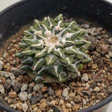 Image result for Cactaceae