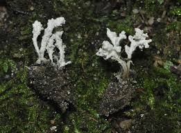 Attēlu rezultāti vaicājumam “Cordyceps farinosa”