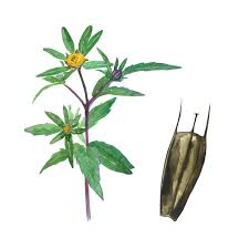 Attēlu rezultāti vaicājumam “Bidens tripartita fruit”