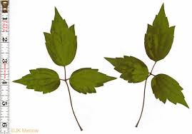 Attēlu rezultāti vaicājumam “Clematis leaf”