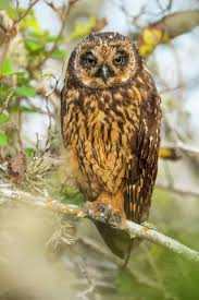 Attēlu rezultāti vaicājumam “Asio flammeus”