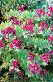 Attēlu rezultāti vaicājumam “Hylotelephium telephium”