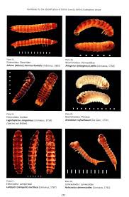 Attēlu rezultāti vaicājumam “Lygistopterus sanguineus larva”