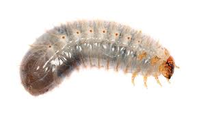 Attēlu rezultāti vaicājumam “Oryctes nasicornis larva”