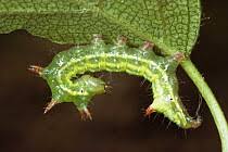 Attēlu rezultāti vaicājumam “Ptilodon capucina larva”