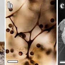 Attēlu rezultāti vaicājumam “Comatricha fragilis macro”