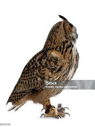 Attēlu rezultāti vaicājumam “Bubo bubo adult”