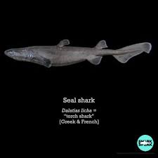 Image result for Dalatias licha