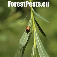 Attēlu rezultāti vaicājumam “Chrysomela vigintipunctata”