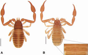 Attēlu rezultāti vaicājumam “Polypogon tentacularius male”