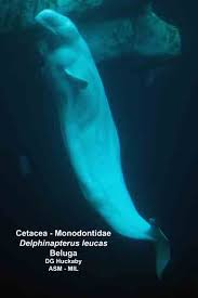 Image result for Delphinapterus leucas