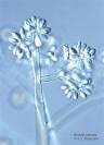 Botrytis cinerea (images of British biodiversity)