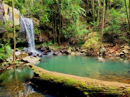 「Mt. Tamborine」的圖片搜尋結果