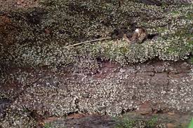 Attēlu rezultāti vaicājumam “Cribraria macrocarpa young”