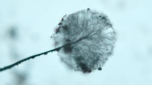 Attēlu rezultāti vaicājumam “Comatricha meandrispora macro”