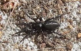 Attēlu rezultāti vaicājumam “Gnaphosidae”