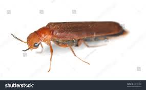 Attēlu rezultāti vaicājumam “Hylecoetus dermestoides female”