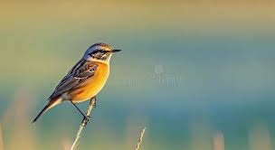 Attēlu rezultāti vaicājumam “Saxicola rubetra”