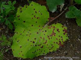 Attēlu rezultāti vaicājumam “Puccinia poarum”